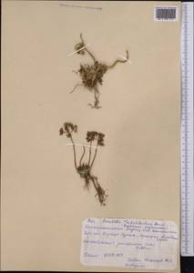 Rosularia alpestris (Kar. & Kir.) Boriss., Middle Asia, Pamir & Pamiro-Alai (M2) (Kyrgyzstan)
