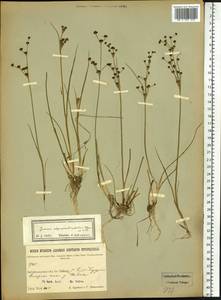 Juncus alpinoarticulatus Chaix, Siberia, Baikal & Transbaikal region (S4) (Russia)