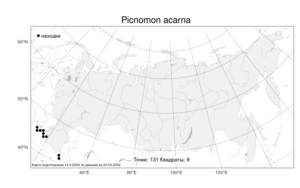 Picnomon acarna (L.) Cass., Atlas of the Russian Flora (FLORUS) (Russia)