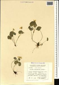 Viola caucasica Kolen. ex Rupr., Caucasus, Georgia (K4) (Georgia)