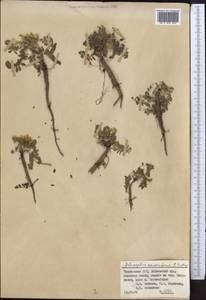 Astragalus paucijugus Schrenk, Middle Asia, Pamir & Pamiro-Alai (M2) (Tajikistan)