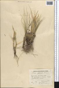 Stipa glareosa P.A.Smirn., Middle Asia, Pamir & Pamiro-Alai (M2) (Tajikistan)