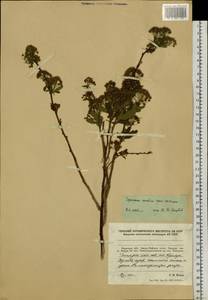 Spiraea media var. sericea (Turcz.) Maxim., Siberia, Russian Far East (S6) (Russia)