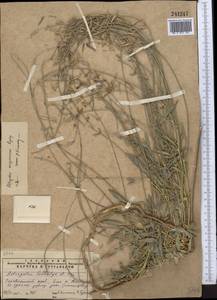 Astragalus marguzaricus Lipsky, Middle Asia, Pamir & Pamiro-Alai (M2)