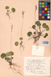 Soldanella montana Willd., Eastern Europe, West Ukrainian region (E13) (Ukraine)