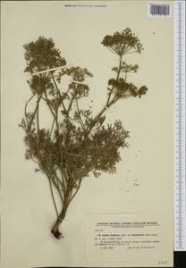 Katapsuxis silaifolia (Jacq.) Reduron, Charpin & Pimenov, Western Europe (EUR) (Bulgaria)