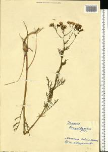 Jacobaea borysthenica (DC.) B. Nord. & Greuter, Eastern Europe, Lower Volga region (E9) (Russia)