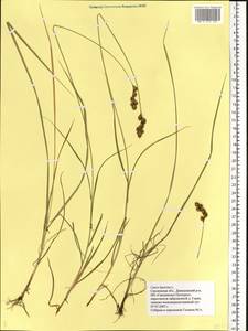 Carex leporina L., Eastern Europe, Western region (E3) (Russia)