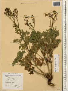 Cuscuta epithymum (L.) L., Crimea (KRYM) (Russia)