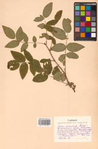 Rosa acicularis Lindl., Siberia, Russian Far East (S6) (Russia)