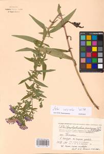 Symphyotrichum ×versicolor (Willd.) G. L. Nesom, Eastern Europe, Moscow region (E4a) (Russia)