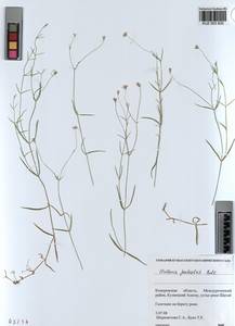 KUZ 003 832, Stellaria palustris Ehrh. ex Retz., Siberia, Altai & Sayany Mountains (S2) (Russia)