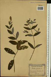 Mentha longifolia (L.) Huds., Eastern Europe, North Ukrainian region (E11) (Ukraine)
