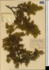 Juniperus communis var. saxatilis Pall., Caucasus, North Ossetia, Ingushetia & Chechnya (K1c) (Russia)