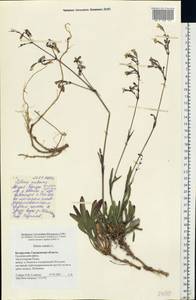 Silene nutans, Eastern Europe, Belarus (E3a) (Belarus)