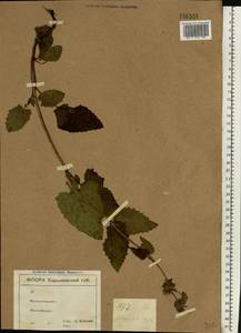 Salvia verticillata L., Eastern Europe, North Ukrainian region (E11) (Ukraine)