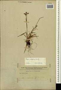 Luzula multiflora (Ehrh.) Lej., Caucasus, Azerbaijan (K6) (Azerbaijan)