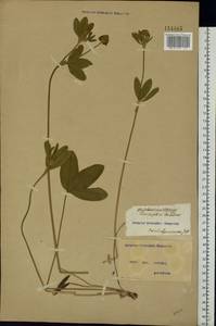 Trifolium montanum L., Eastern Europe, North Ukrainian region (E11) (Ukraine)