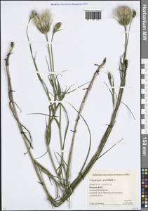 Tragopogon orientalis L., Eastern Europe, Moscow region (E4a) (Russia)
