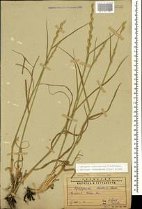 Thinopyrum intermedium subsp. intermedium, Caucasus, Armenia (K5) (Armenia)