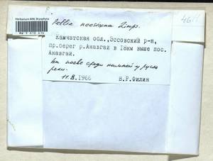 Pellia neesiana (Gottsche) Limpr., Bryophytes, Bryophytes - Chukotka & Kamchatka (B21) (Russia)