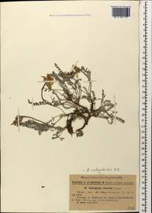 Astragalus onobrychioides Bieb., Caucasus, Dagestan (K2) (Russia)