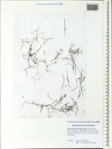 Potamogeton berchtoldii Fieber, Eastern Europe, Northern region (E1) (Russia)