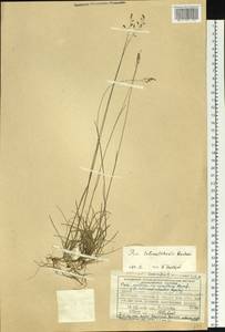 Poa tolmatchewii Roshev., Siberia, Central Siberia (S3) (Russia)