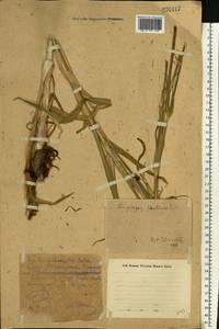 Tragopogon pratensis L., Eastern Europe, Eastern region (E10) (Russia)