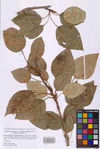 Populus longifolia × suaveolens, Eastern Europe, Moscow region (E4a) (Russia)