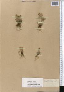 Omalotheca supina (L.) DC., Middle Asia, Western Tian Shan & Karatau (M3) (Kazakhstan)