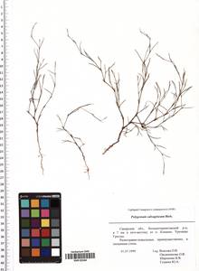 Polygonum salsugineum M. Bieb., Eastern Europe, Middle Volga region (E8) (Russia)