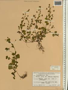 Veronica persica Poir., Eastern Europe, Belarus (E3a) (Belarus)