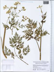 Anthriscus sylvestris (L.) Hoffm., Siberia, Baikal & Transbaikal region (S4) (Russia)