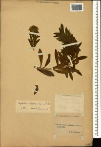 Euphorbia stepposa Zoz ex Prokh., Caucasus, Stavropol Krai, Karachay-Cherkessia & Kabardino-Balkaria (K1b) (Russia)