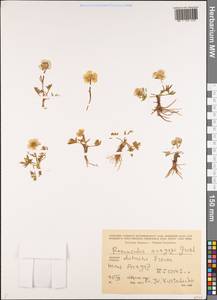 Ranunculus dissectus subsp. aragazii (Grossh.) Bulany & Derv.-Sokol., Caucasus, Armenia (K5) (Armenia)