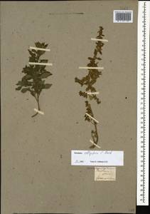 Parietaria judaica L., Caucasus, Georgia (K4) (Georgia)