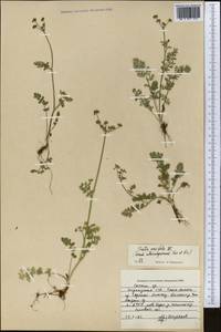 Vicatia coniifolia Wall. ex DC., Middle Asia, Northern & Central Tian Shan (M4) (Kyrgyzstan)