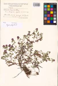 MHA 0 156 796, Thymus pulegioides L., Eastern Europe, West Ukrainian region (E13) (Ukraine)