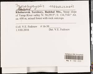 Trachycystis ussuriensis (Regel & Maack) T.J. Kop., Bryophytes, Bryophytes - Russian Far East (excl. Chukotka & Kamchatka) (B20) (Russia)