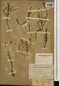 Salicornia europaea (Moss) Lambinon & Vanderp., Caucasus, Stavropol Krai, Karachay-Cherkessia & Kabardino-Balkaria (K1b) (Russia)