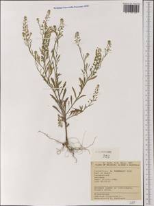 Lepidium virginicum L., Western Europe (EUR) (Belgium)