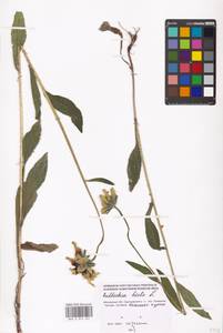 Rudbeckia hirta L., Eastern Europe, Moscow region (E4a) (Russia)