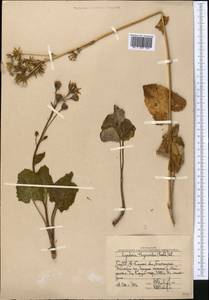 Vickifunkia karataviensis (Lipsch.) C. Ren, L. Wang, I. D. Illar. & Q. E. Yang, Middle Asia, Western Tian Shan & Karatau (M3) (Uzbekistan)