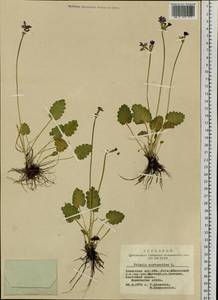 Primula cortusoides L., Siberia, Altai & Sayany Mountains (S2) (Russia)