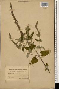 Teucrium hircanicum L., Caucasus, Azerbaijan (K6) (Azerbaijan)