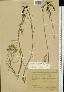 Eremogone longifolia (M. Bieb.) Fenzl, Eastern Europe, Middle Volga region (E8) (Russia)