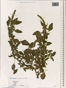 Amaranthus spinosus L., South Asia, South Asia (Asia outside ex-Soviet states and Mongolia) (ASIA) (Nepal)