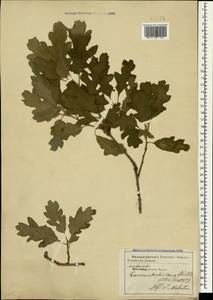 Quercus pubescens Willd. , nom. cons., Crimea (KRYM) (Russia)