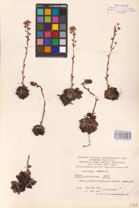 Saxifraga paniculata subsp. paniculata, Eastern Europe, West Ukrainian region (E13) (Ukraine)